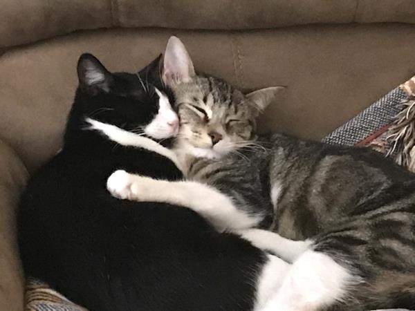 /Images/uploads/Friends of Seal Beach Animal Care Center/2022sbacc/entries/20810thumb.jpg